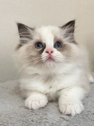 ÖZEL OLMAK İSTEYENLERE RAGDOLL YAVRULAR