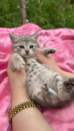 ÜST KALİTE BENGAL KEDİLER
