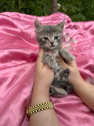 ÜST KALİTE BENGAL KEDİLER