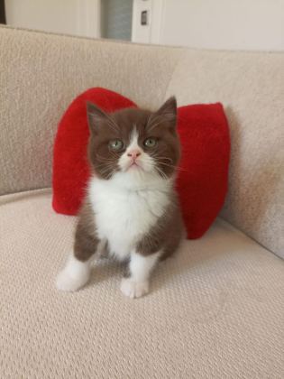 BİRBİRİNDEN GUZEL YAVRU KEDİLER