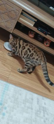 ÜST KALİTE BENGAL KEDİLER