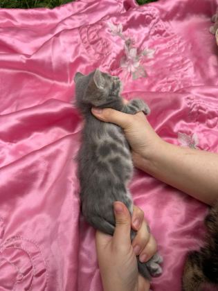ÜST KALİTE BENGAL KEDİLER