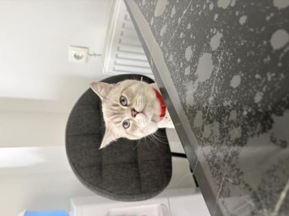 BRİTİSH SHORTHAİR KEDİSİ İZMİR