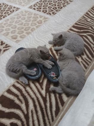 TATLIMI TATLI TOP KAFA BRİTİSH YAVRULARIMIZ