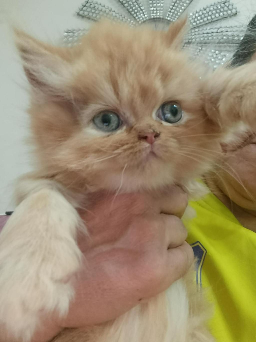 BEBİŞ KEDİLER BURDA BAKMADAN GEÇME