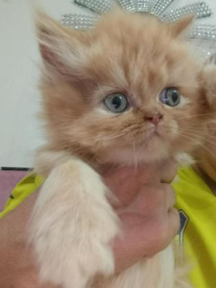 BEBİŞ KEDİLER BURDA BAKMADAN GEÇME