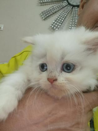 BEBİŞ KEDİLER BURDA BAKMADAN GEÇME