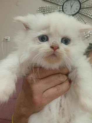 BEBİŞ KEDİLER BURDA BAKMADAN GEÇME