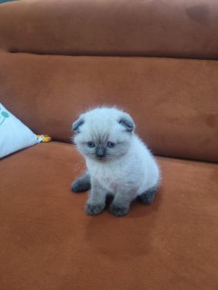 TATLIMI TATLI TOP KAFA SCOTTİSH FOLD KEDİSİ