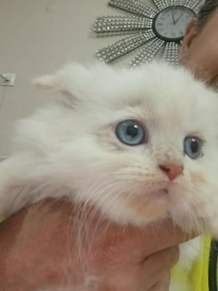 BEBİŞ KEDİLER BURDA BAKMADAN GEÇME