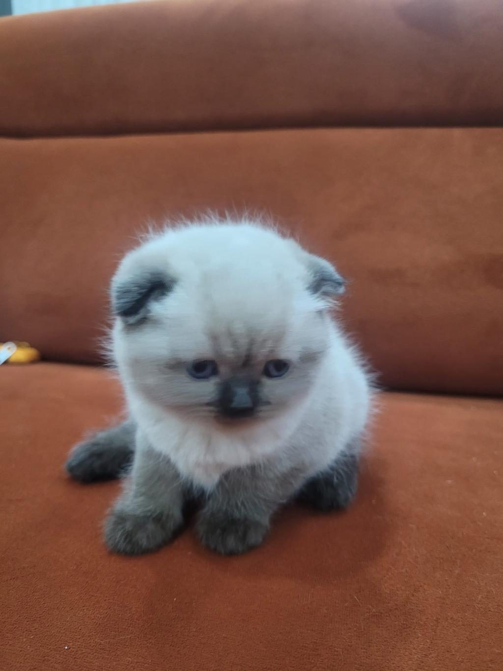 TATLIMI TATLI TOP KAFA SCOTTİSH FOLD KEDİSİ