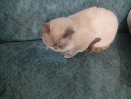 BRİTİSH ERKEK KEDİMİZ