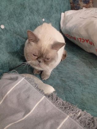 BRİTİSH ERKEK KEDİMİZ