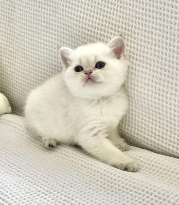 BEMBEYAZ KAR TOPAĞI AYICIK SURAT OKYANUS GÖZLÜ BRİTİSH