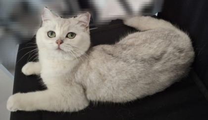 DİŞİ BRİTİSH SHORTHAİR KEDİM