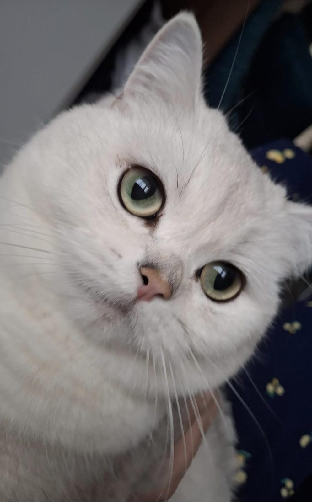 DİŞİ BRİTİSH SHORTHAİR KEDİM