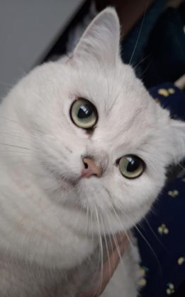 DİŞİ BRİTİSH SHORTHAİR KEDİM
