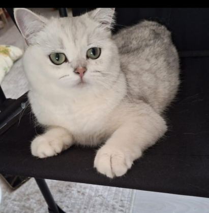 DİŞİ BRİTİSH SHORTHAİR KEDİM