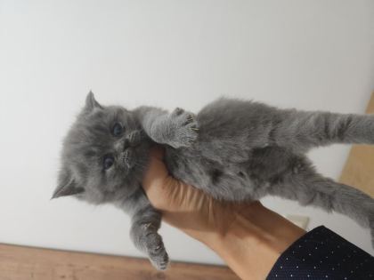 ENFES GÜZELLİKTE YAVRU KEDİLER