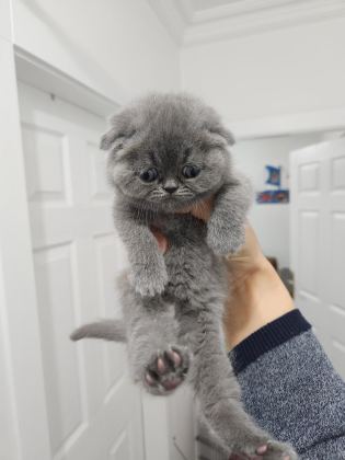 ENFES GÜZELLİKTE YAVRU KEDİLER