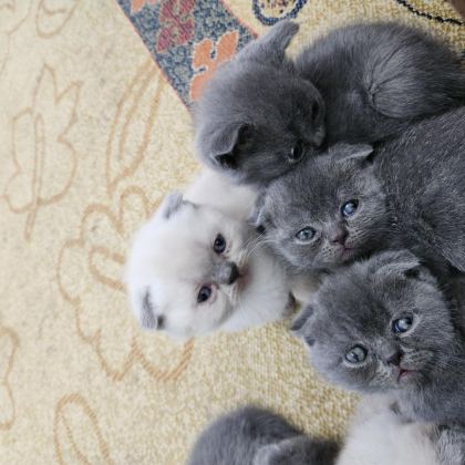 BİBLO GÜZELLİKTE YAVRU KEDİLER