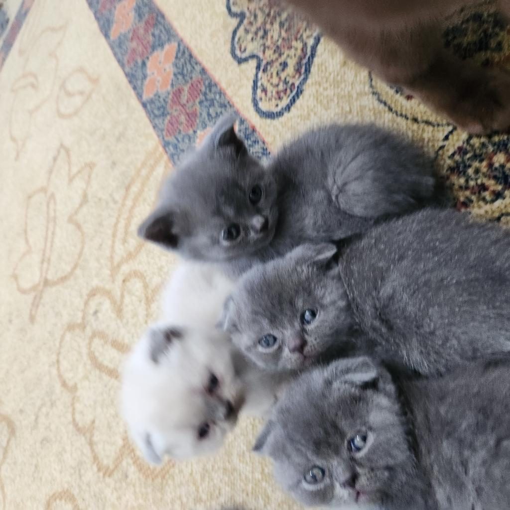 BİBLO GÜZELLİKTE YAVRU KEDİLER