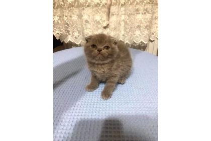 9 ADET YAVRU KEDİLER