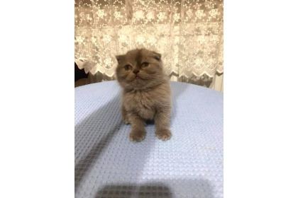 9 ADET YAVRU KEDİLER