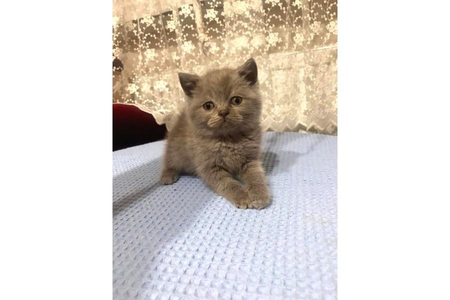 9 ADET YAVRU KEDİLER