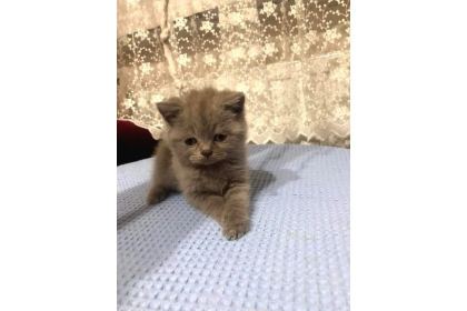 9 ADET YAVRU KEDİLER