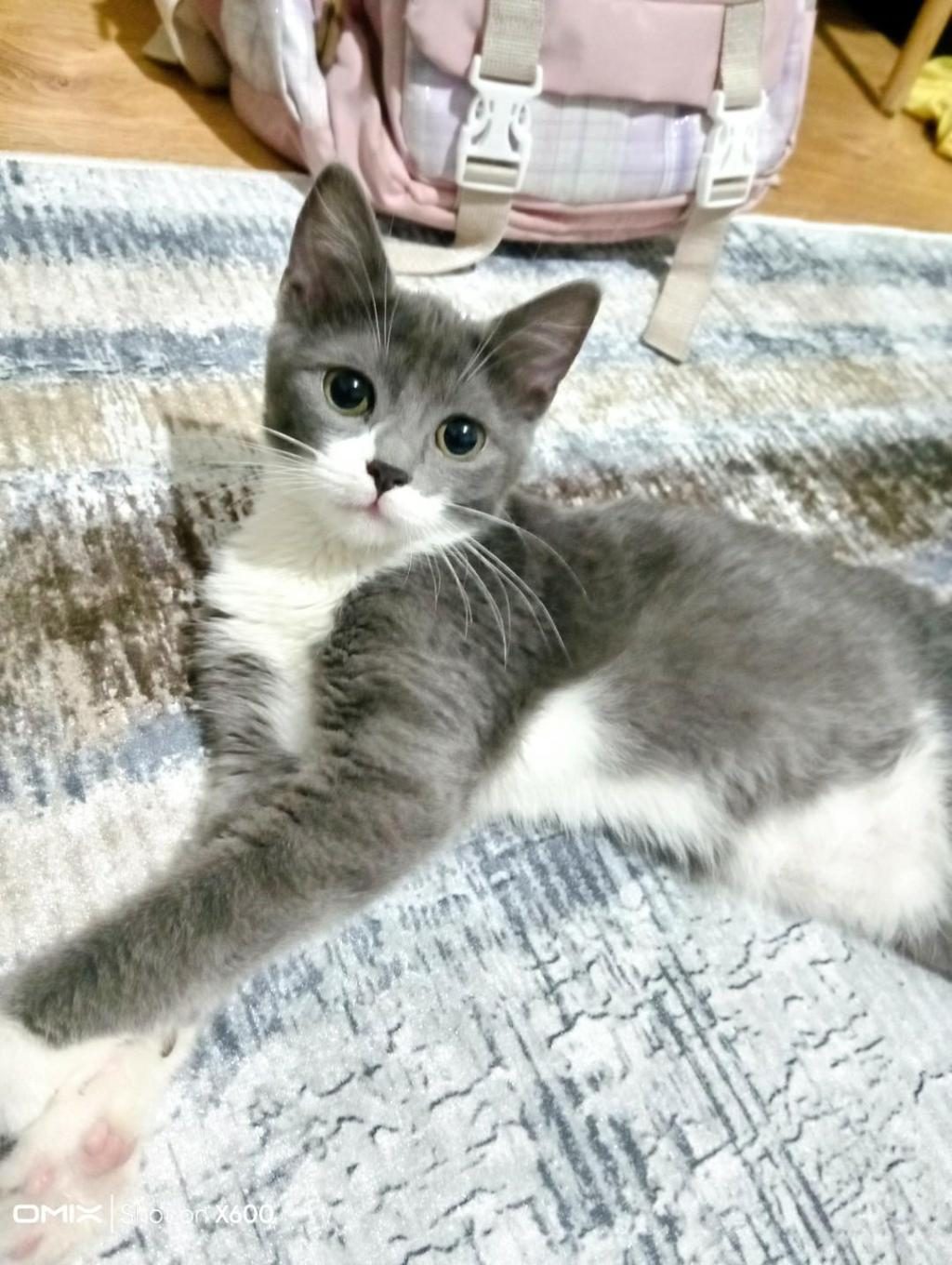 EŞYALARIYLA BERABER KEDİMİZ