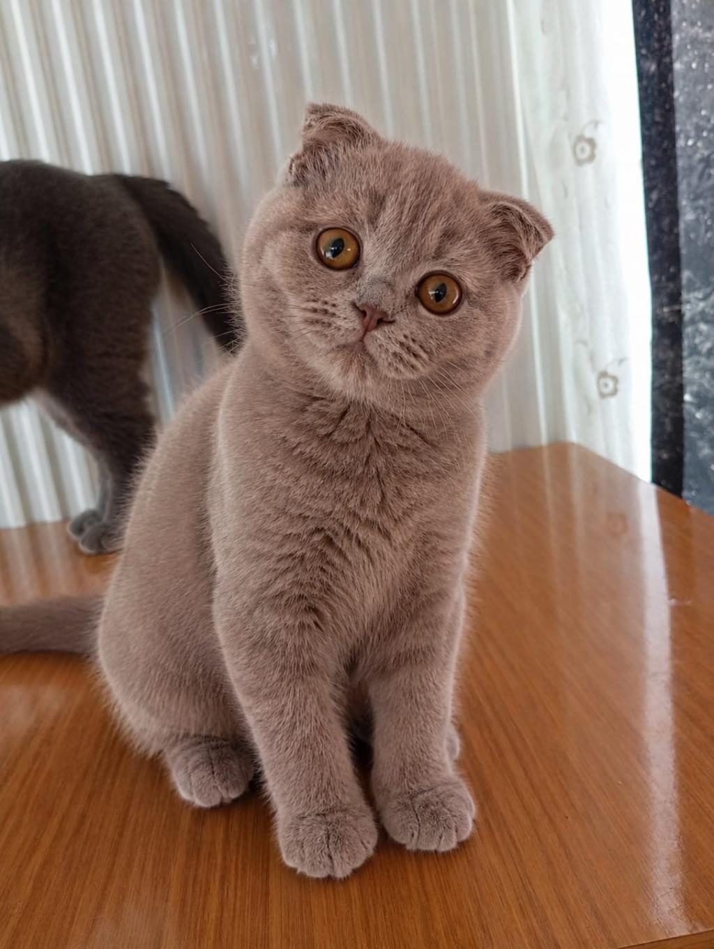 BARBİE 65 GÜNLÜK NADİR BULUNAN BAGİE RENK KEDİMİZ