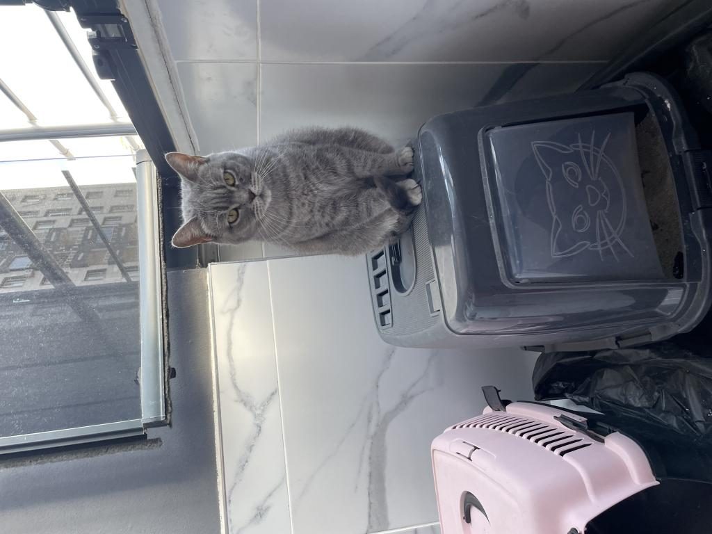 ÜCRETSİZ SAHİPLENDİRME KEDİMİZ
