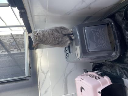 ÜCRETSİZ SAHİPLENDİRME KEDİMİZ