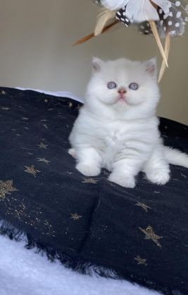 SAFKAN BRİTİSH KARDEŞLER