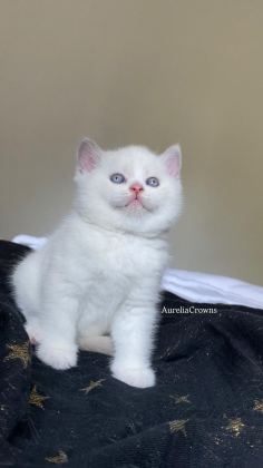 SAFKAN BRİTİSH KARDEŞLER