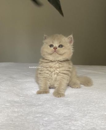SAFKAN BRİTİSH KIZLARIM