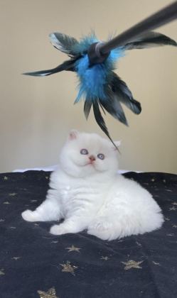 SAFKAN BRİTİSH KARDEŞLER