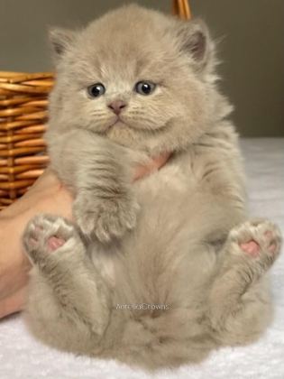 SAFKAN BRİTİSH KIZLARIM