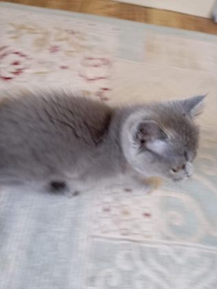 MİNİK PRENSES BRİTİSH SHORTHAİR
