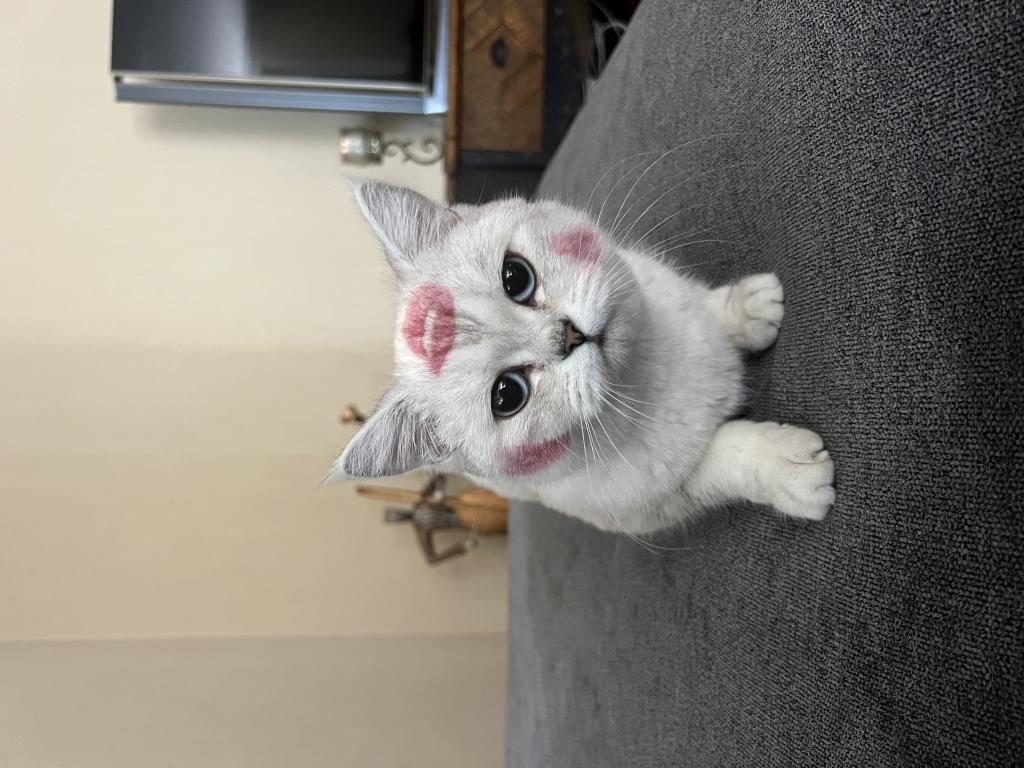 KEDİME EŞ ARIYORUM