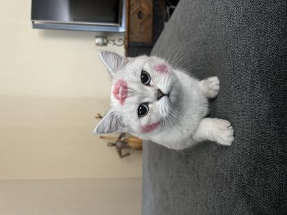 KEDİME EŞ ARIYORUM