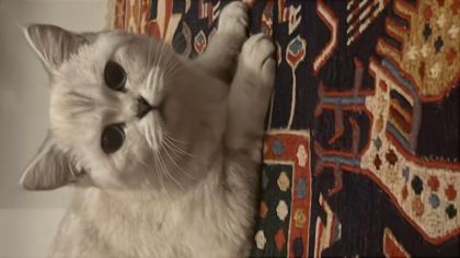 KEDİME EŞ ARIYORUM