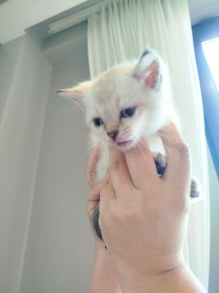 6 HAFTALIK YAVRU KEDİLER