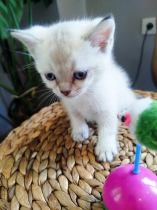 6 HAFTALIK YAVRU KEDİLER