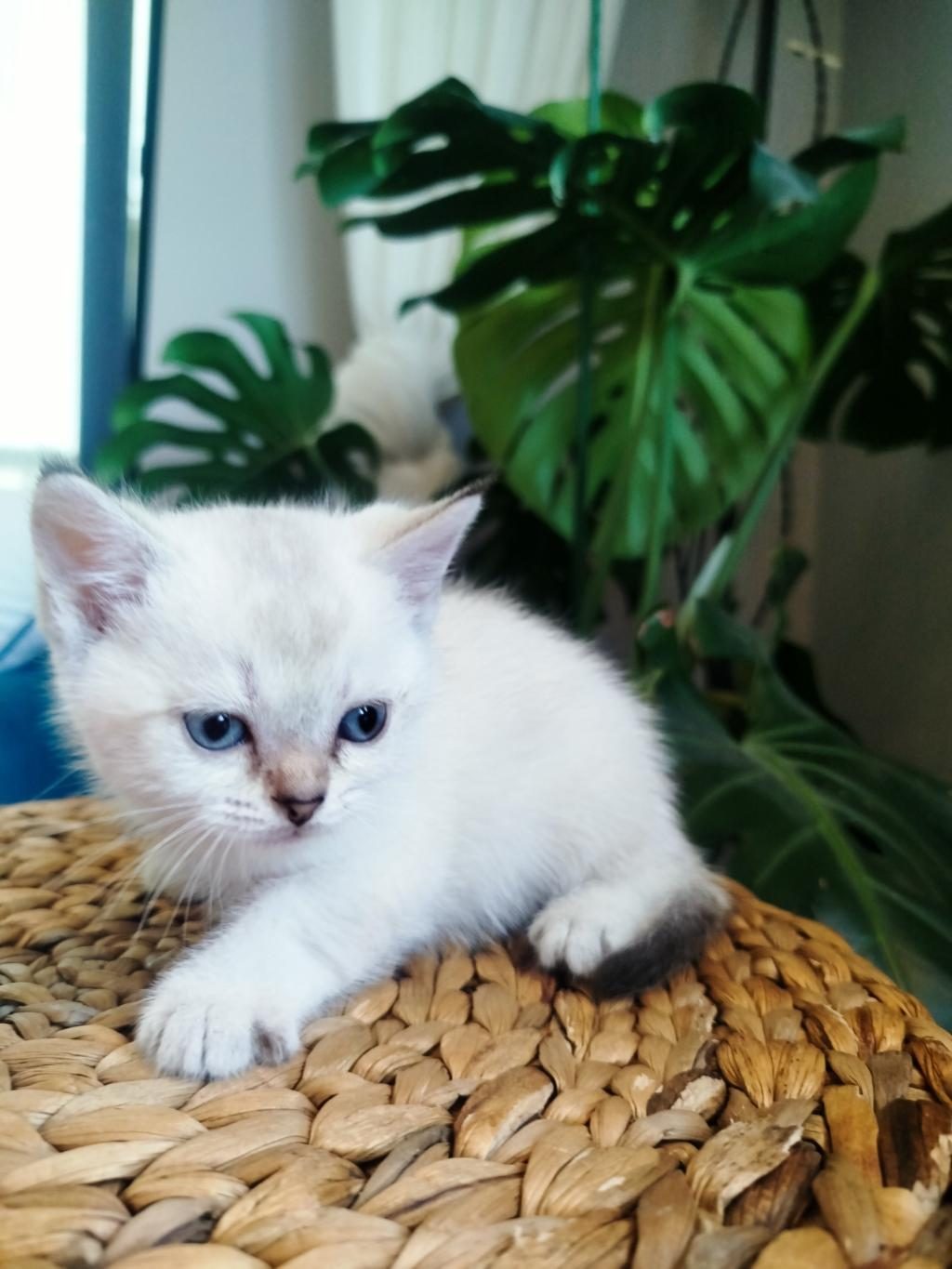 6 HAFTALIK YAVRU KEDİLER