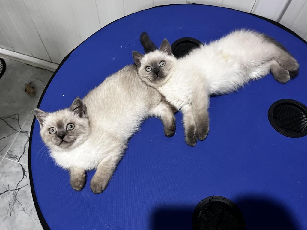 DÜNYA TATLISI KEDİLER