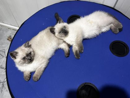 DÜNYA TATLISI KEDİLER