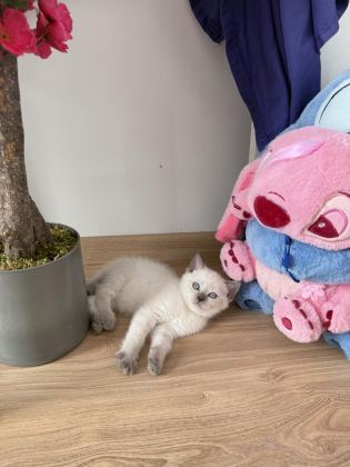 BLUE POİNT DİŞİ YAVRU KEDİM