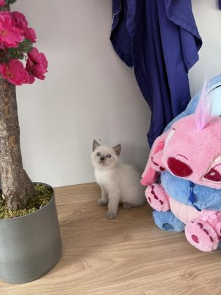 BLUE POİNT DİŞİ YAVRU KEDİM